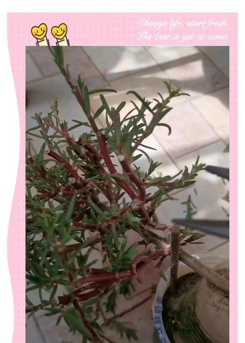 太阳花水培可以活多久？花谢后如何处理？
