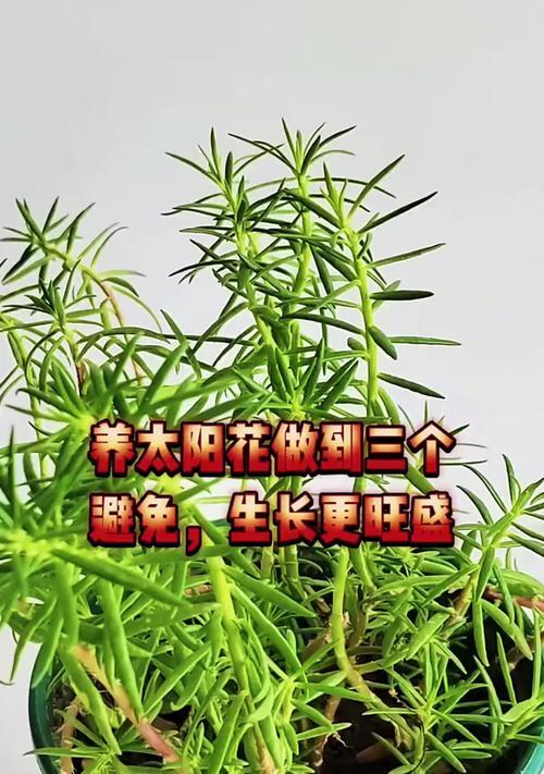 太阳花水培可以活多久？花谢后如何处理？