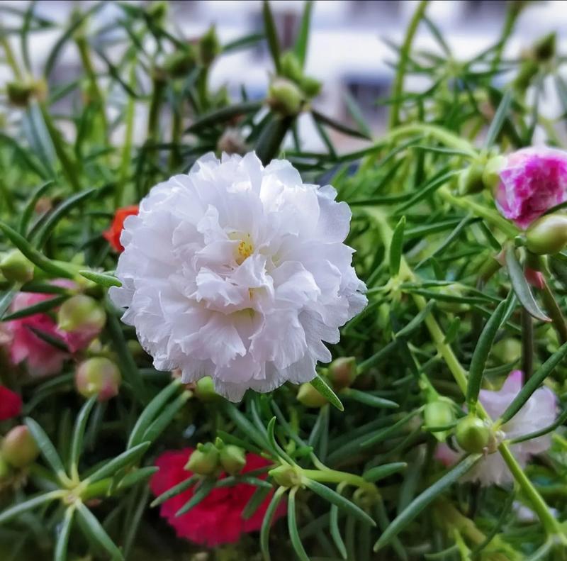 太阳花水培可以活多久？花谢后如何处理？