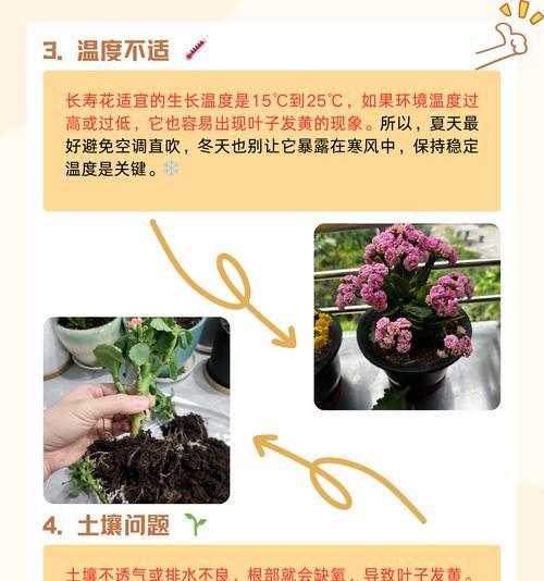 长寿花养护全指南有哪些？新手必读的养花秘诀是什么？