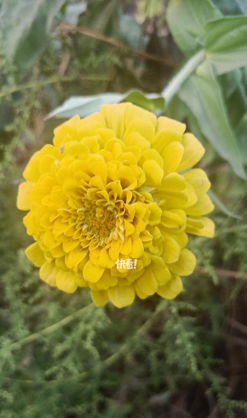百日草的魅力有哪些？色彩寓意与种植指南是什么？