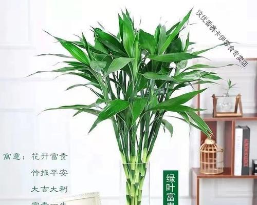 富贵竹养护攻略有哪些？如何让绿植更旺盛？