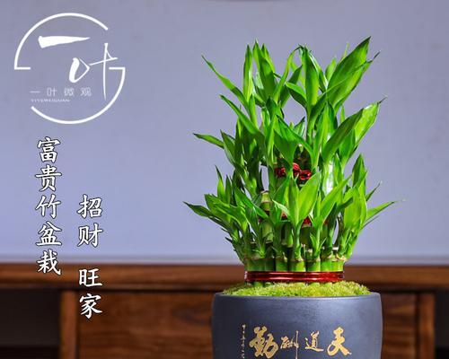 富贵竹养护攻略有哪些？如何让绿植更旺盛？