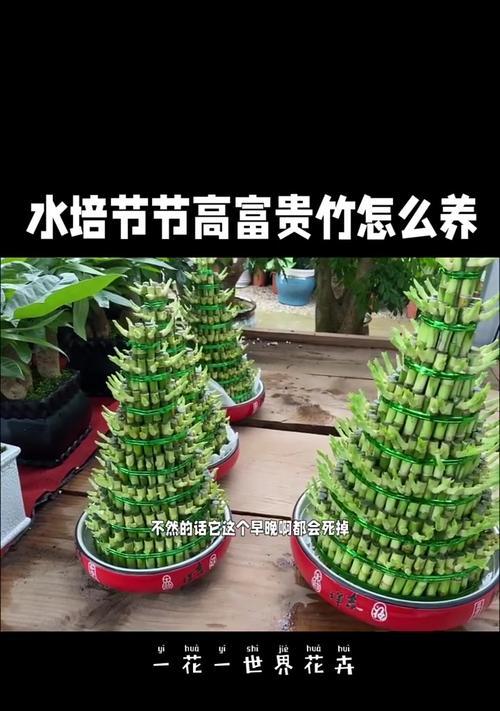 富贵竹养护攻略有哪些？如何让绿植更旺盛？