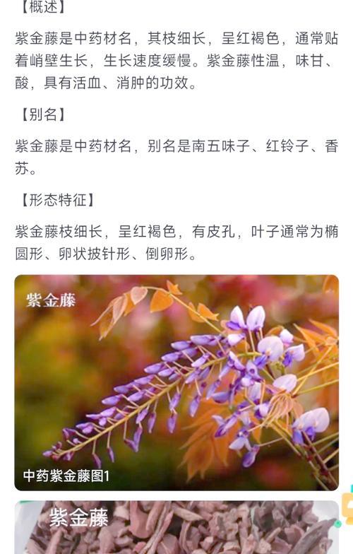 紫藤的养殖方法和注意事项有哪些？