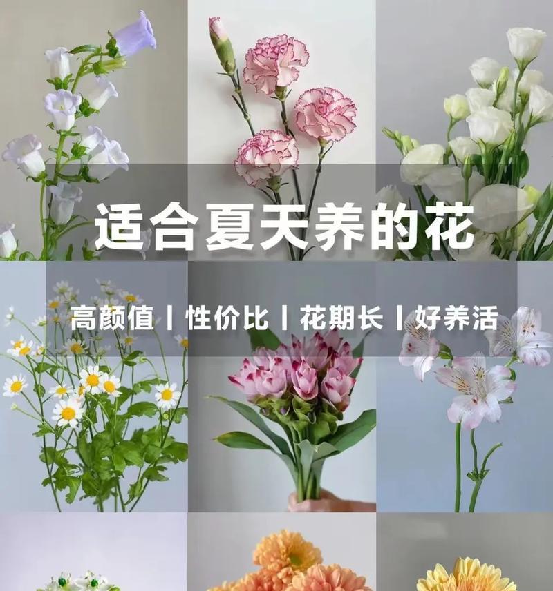 雏菊种子播种的最佳时机是什么时候？