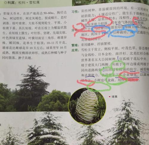 黑松与油松如何区分？冬芽到树皮的特征是什么？