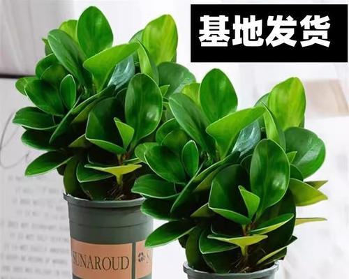 豆瓣绿盆栽如何四季常青并净化空气？