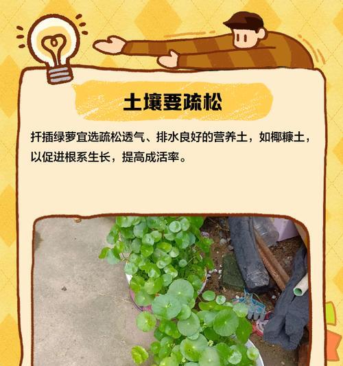 绿萝如何通过靠近压条法繁殖？