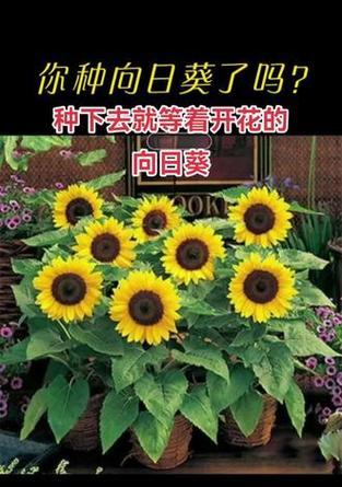 向日葵的开花过程是怎样的？