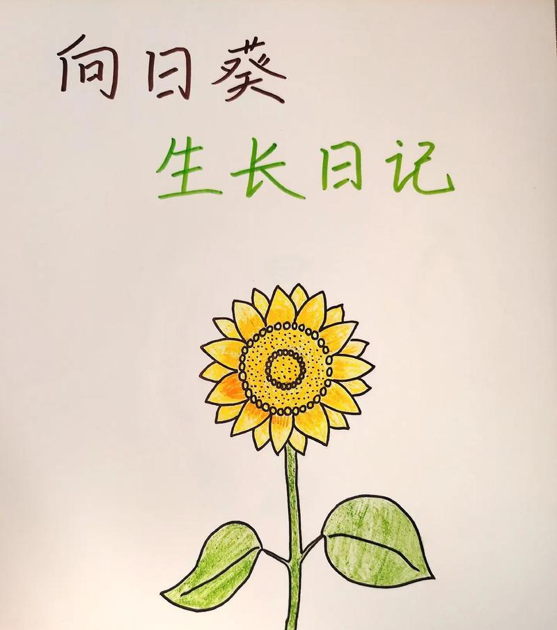 向日葵的开花过程是怎样的？