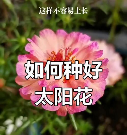 向日葵的开花过程是怎样的？
