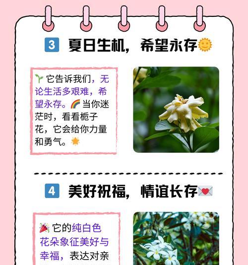 栀子花的花期和养护方法是什么？