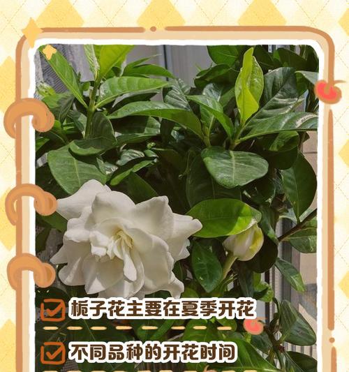 栀子花的花期和养护方法是什么？
