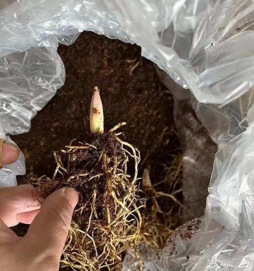 铃兰如何奇妙繁殖？