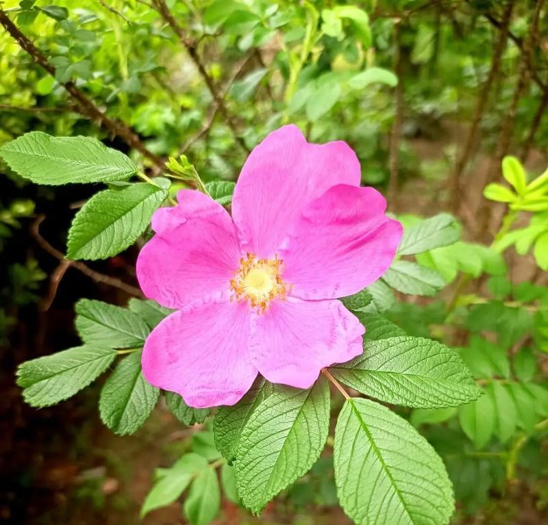 花卉百科的广义和狭义定义是什么？