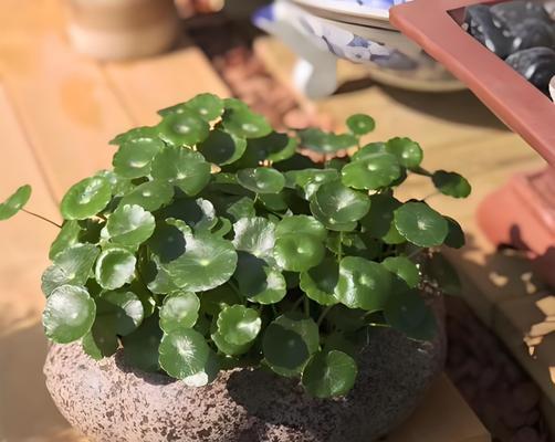 哪些花一个月不浇水也能存活？