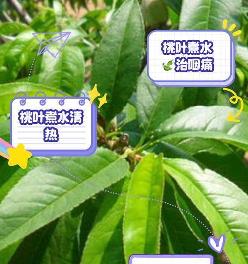 桃树黄叶绿叶落叶严重的原因及解决方法是什么？