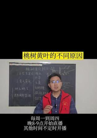 桃树黄叶绿叶落叶严重的原因及解决方法是什么？