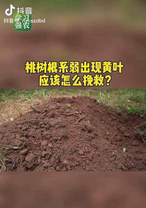 桃树黄叶绿叶落叶严重的原因及解决方法是什么？