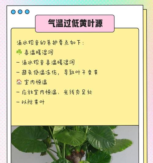 滴水观音如何从水培转为土培？