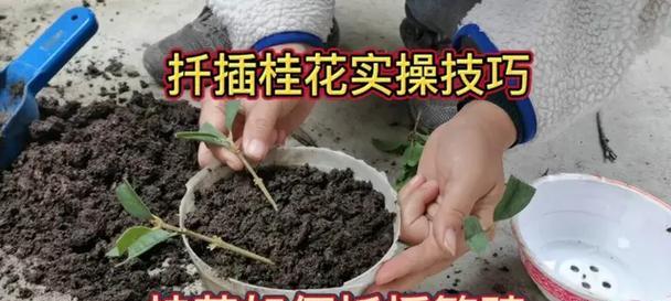 桂花扦插繁殖的方法和技术要求是什么？