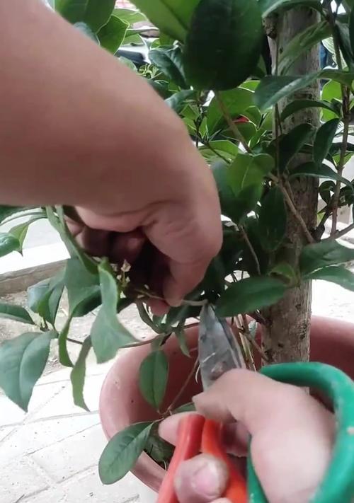 桂花扦插繁殖的方法和技术要求是什么？