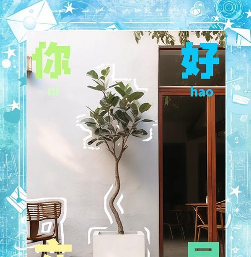 橡皮树如何成为客厅的C位绿植？