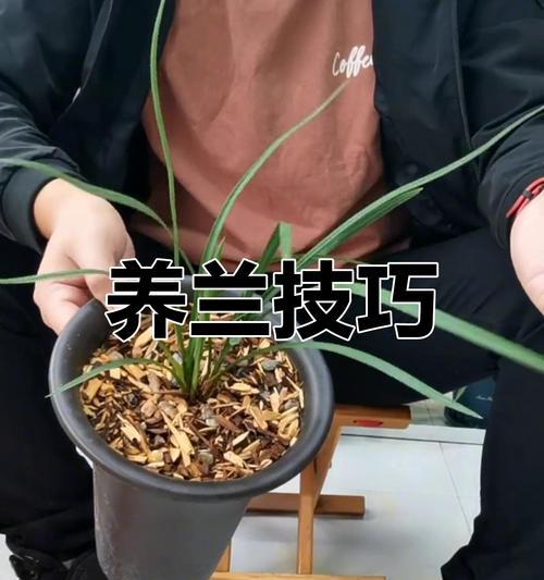 兰草的养护方法是什么？