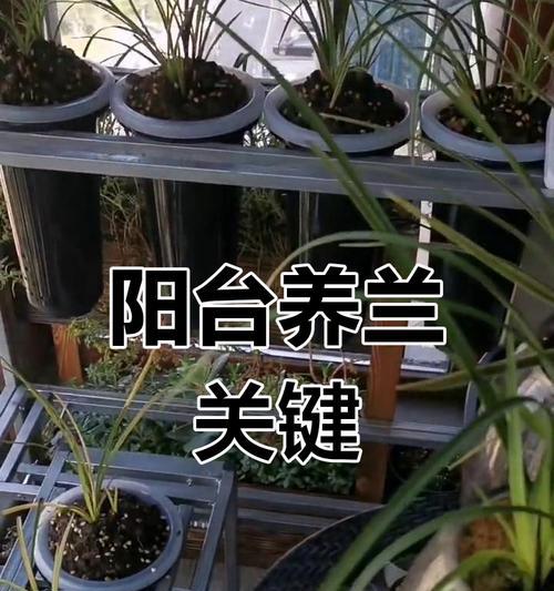 兰草的养护方法是什么？