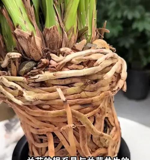 兰草的养护方法是什么？