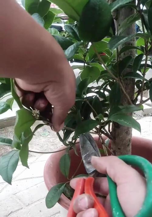 桂花扦插繁殖的技术要点是什么？