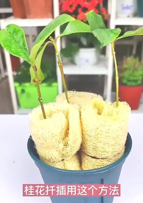 桂花扦插繁殖的技术要点是什么？