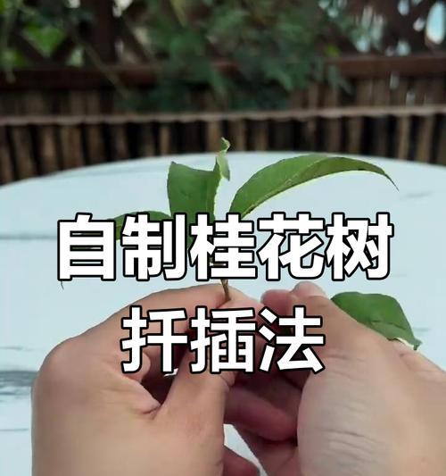 桂花扦插繁殖的技术要点是什么？