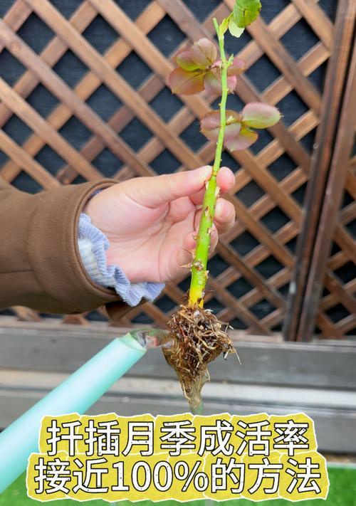 扦插选枝技巧是什么？如何提高枝条的成活率？