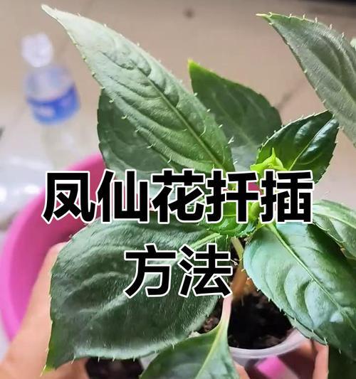 扦插选枝技巧是什么？如何提高枝条的成活率？