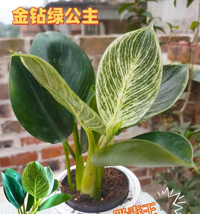 哪些绿色植物可以防甲醛？防甲醛植物的养护方法是什么？