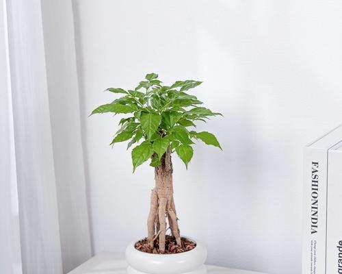 哪些绿色植物可以防甲醛？防甲醛植物的养护方法是什么？