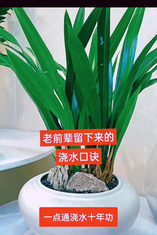 兰花怎么浇水？兰花浇水的正确方法是什么？