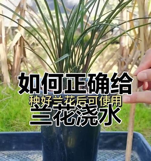 兰花怎么浇水？兰花浇水的正确方法是什么？