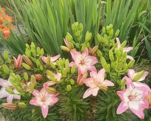 百合是什么植物？百合的特征和用途有哪些？