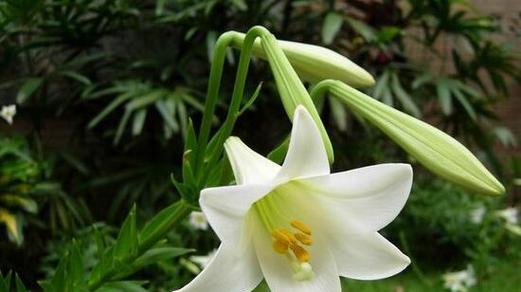 百合是什么植物？百合的特征和用途有哪些？