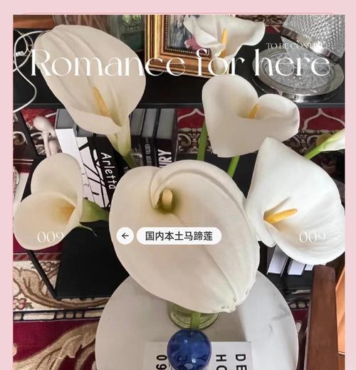 进口马蹄莲怎么养？推荐的养殖方法是什么？