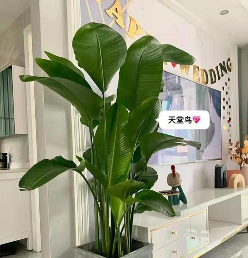 客厅适合哪些植物装饰？七种富贵树打造完美家居环境的方法是什么？