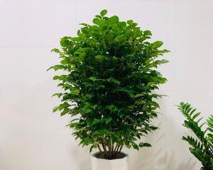 客厅适合哪些植物装饰？七种富贵树打造完美家居环境的方法是什么？