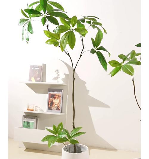 客厅适合哪些植物装饰？七种富贵树打造完美家居环境的方法是什么？
