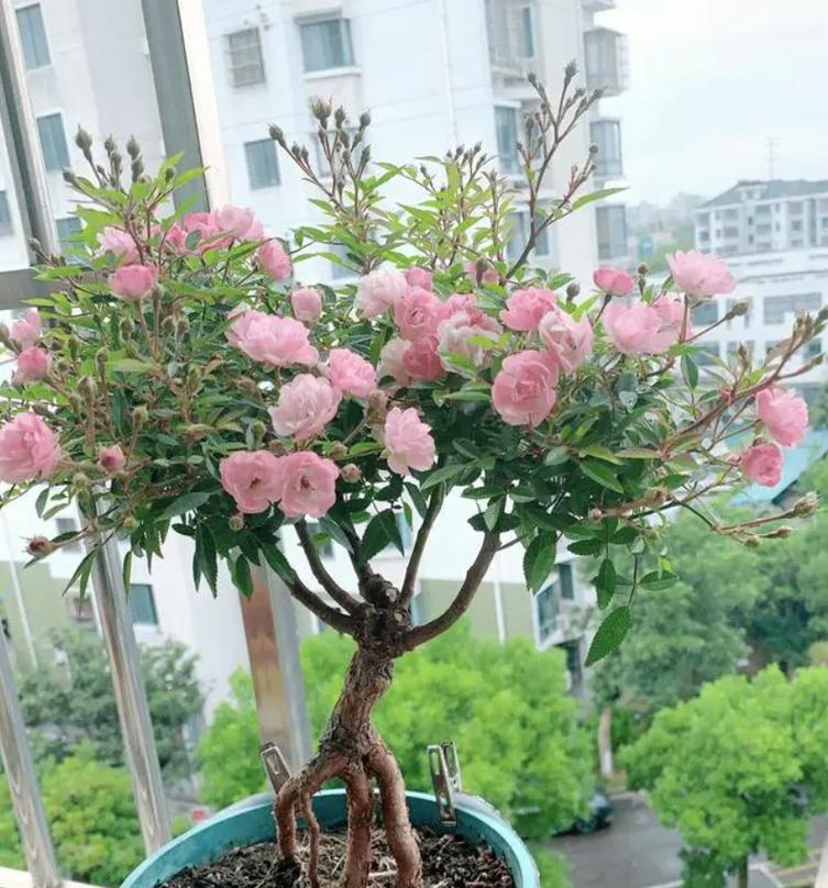 月季花怎么养护？月季花养护全攻略有哪些？