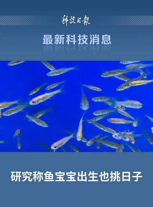 鱼是怎么繁殖的？鱼的繁殖过程有哪些特点？