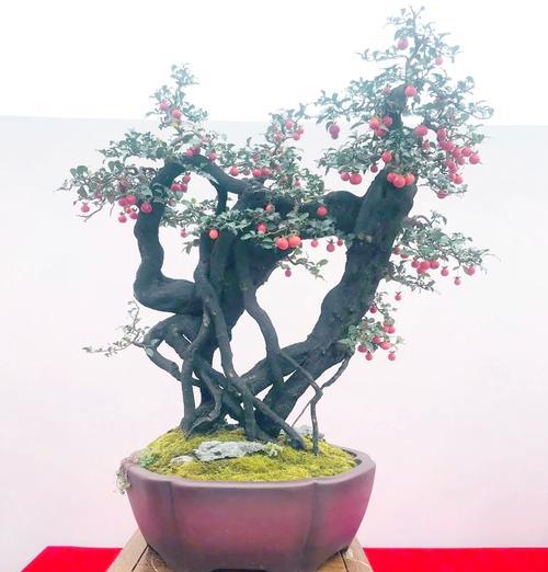如何选择精品盆栽？精品盆栽的养护要点是什么？