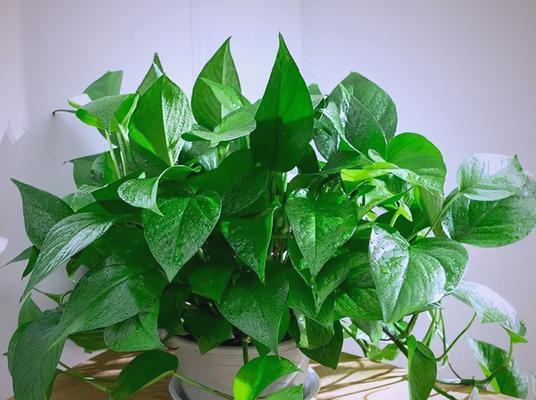 如何选择精品盆栽？精品盆栽的养护要点是什么？